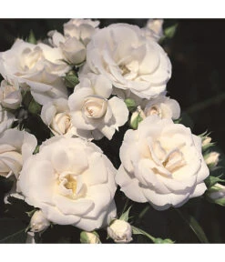 Rosen-Set Pflegeleicht, Rosa/weiß, 2-teilig -Wurzel Herz Verkaufsgeschäft 7803026 WE DE 002 BodendeckerRoseAspirinTantauWeiss