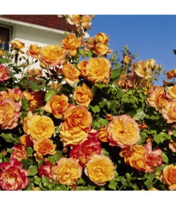 Strauchrose 'Sahara®', Stämmchen -Wurzel Herz Verkaufsgeschäft 7803273 WE DE 001 StrauchroseSaharaTantauGoldgelbBronzerot