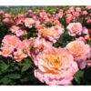 Edelrose 'Augusta Luise®'