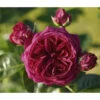 Nostalgie®-Edelrose 'Marietta®' Gartenliebe, 3er-Set