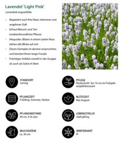 Lavendel-Set Lavendel-Vielfalt, 4-teilig -Wurzel Herz Verkaufsgeschäft 7805781 WE IG 001 LavendelLightPinkAngustifoliaLightPinkLuckner