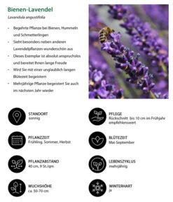 Lavendel-Set Lavendel-Vielfalt, 4-teilig -Wurzel Herz Verkaufsgeschäft 7805799 WE IG 001 BienenLavendel