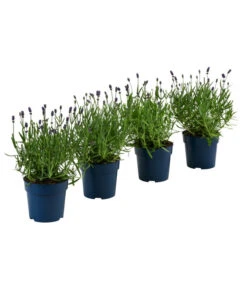 Neue Veröffentlichungen 1 Schmetterlings-Lavendel 'Royal Blue', 4er-Set