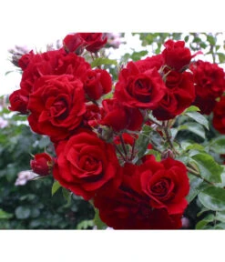Kletterrose 'Amadeus®' -Wurzel Herz Verkaufsgeschäft 7809908 BildD 001 KletterroseAmadeusAmadeus