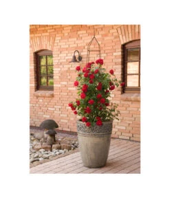 Kletterrose 'Amadeus®' -Wurzel Herz Verkaufsgeschäft 7809908 BildM 001 KletterroseAmadeusAmadeus