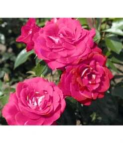 Beetrose 'Heimatmelodie®' -Wurzel Herz Verkaufsgeschäft 7887029 PR DE 005 RoseHeimatmelodieTantau