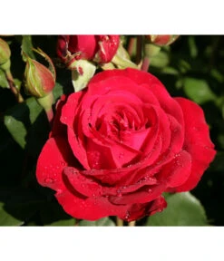 Edelrose 'Störtebeker®'