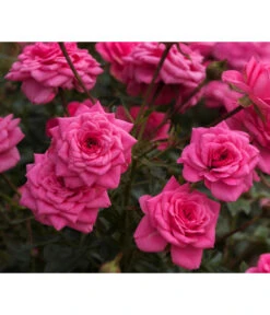 Zwergrose 'Sugar Baby'