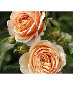 Edelrose 'Tropicana®'