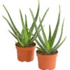 Echte Aloe-Set - Aloe Vera