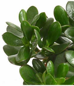 Geldbaum - Crassula Ovata -Wurzel Herz Verkaufsgeschäft 7976277 WE DE 001 GeldbaumCrassulaPortulaceaT12DehnerExpressHerzig