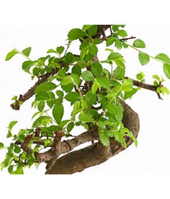 Bonsai Chinesische Ulme - Ulmus Parviflora, Anfänger-Set -Wurzel Herz Verkaufsgeschäft 7977085 WE DE 001 GeschenksetBonsaiChinesischeUlmeUlmusParviflora6JahreDehnerExpressHerzig