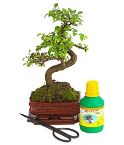 Wurzel Herz Verkaufsgeschäft 8 Bonsai Chinesische Ulme - Ulmus Parviflora, Anfänger-Set