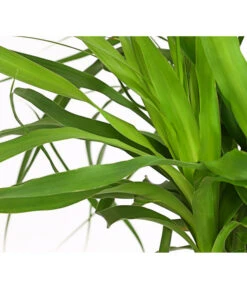 Elefantenfuß - Beaucarnea Recurvarta -Wurzel Herz Verkaufsgeschäft 7977754 PR DE 001 BeaucarneaElefantenfussT20StreckeDehnerExpressHerzig