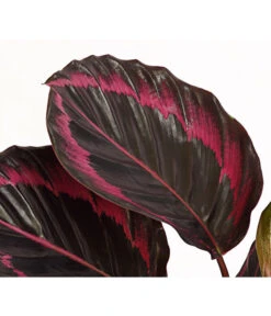 Korbmarante - Calathea 'Dottie' -Wurzel Herz Verkaufsgeschäft 7977879 PR DE 001 CalatheaDotiKorbmarantheT14StreckeDehnerExpressHerzig