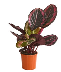 Korbmarante - Calathea 'Dottie'
