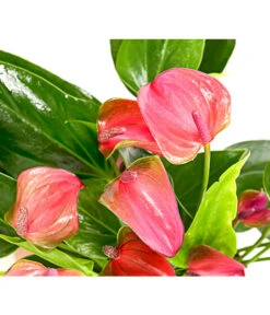 Flamingoblume - Anthurium Andreanum 'Lila Forino' -Wurzel Herz Verkaufsgeschäft 7978042 PR DE 001 AnthuriumAndreanumFlamingoblumeLilaFiorinoT12DehnerExpressHerzig