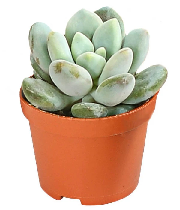 Echeverien-Set - Echeveria, Verschiedene Sorten 7 Echeverien-Set - Echeveria, Verschiedene Sorten – Bild 7