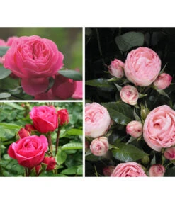 Wurzel Herz Verkaufsgeschäft 26 Rosen-Set 'Rokoko®', 3-teilig