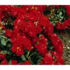 Bodendeckerrose 'Centro®-Rose', 3er-Set