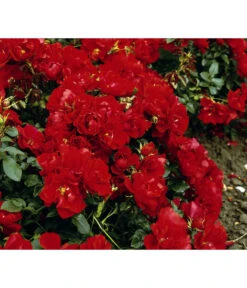 Bodendeckerrose 'Centro®-Rose', 3er-Set