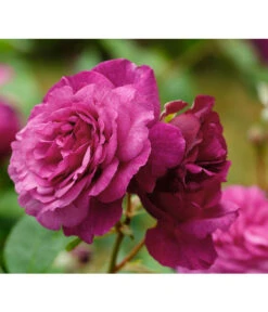 Beetrose 'Kaffe Fassett®' -Wurzel Herz Verkaufsgeschäft 7988181 PR DE 001 EdelroseKaffeFassettTantau