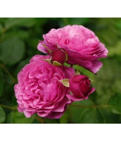 Wurzel Herz Verkaufsgeschäft -Wurzel Herz Verkaufsgeschäft 7988181 PR DE 002 EdelroseKaffeFassettTantau