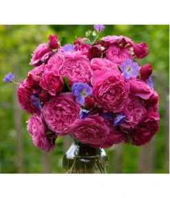 Wurzel Herz Verkaufsgeschäft 21 Beetrose 'Kaffe Fassett®'