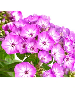 Stauden-Phlox, Verschiedene Sorten -Wurzel Herz Verkaufsgeschäft 8008153 WE DE 001 FlammenblumePhloxPaniculataPurpleEyeFlame4LDehnerExpressHerzig