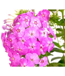 Stauden-Phlox, Verschiedene Sorten -Wurzel Herz Verkaufsgeschäft 8008153 WE DE 002 FlammenblumePhloxPaniculataPurpleEyeFlame4LDehnerExpressHerzig