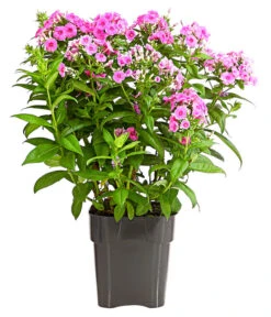 Stauden-Phlox, Verschiedene Sorten -Wurzel Herz Verkaufsgeschäft 8008153 WE FS 005 FlammenblumePhloxPaniculataPurpleEyeFlame4LDehnerExpressHerzig
