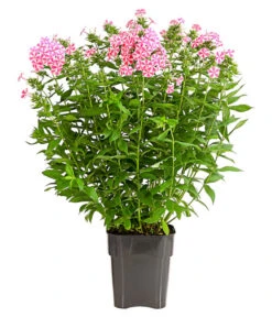 Stauden-Phlox, Verschiedene Sorten -Wurzel Herz Verkaufsgeschäft 8008153 WE FS 006 FlammenblumePhloxPaniculataPurpleEyeFlame4LDehnerExpressHerzig