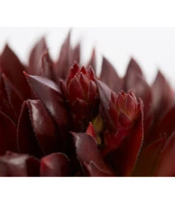 Hauswurz, 6er Schale -Wurzel Herz Verkaufsgeschäft 8013112 PR DE 001 SempervivumDehnerExpressZS