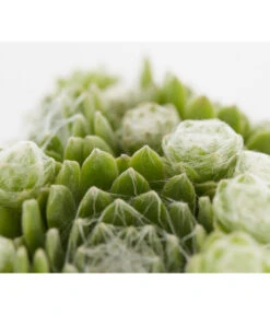 Hauswurz, 6er Schale -Wurzel Herz Verkaufsgeschäft 8013112 PR DE 002 SempervivumDehnerExpressZS