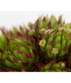 Hauswurz, 6er Schale -Wurzel Herz Verkaufsgeschäft 8013112 PR DE 003 SempervivumDehnerExpressZS