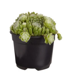 Hauswurz, 6er Schale -Wurzel Herz Verkaufsgeschäft 8013112 PR FS 002 SempervivumDehnerExpressZS