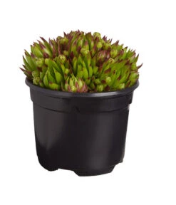 Hauswurz, 6er Schale -Wurzel Herz Verkaufsgeschäft 8013112 PR FS 003 SempervivumDehnerExpressZS