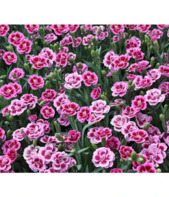 Garten-Nelke 'Pink Kisses®', Schale -Wurzel Herz Verkaufsgeschäft 8016297 WE DE 001 DianthusPinkKissesSchaleSelecta