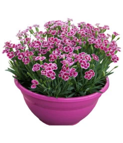 Garten-Nelke 'Pink Kisses®', Schale -Wurzel Herz Verkaufsgeschäft 8016297 WE FS 001 DianthusPinkKissesSchaleSelecta