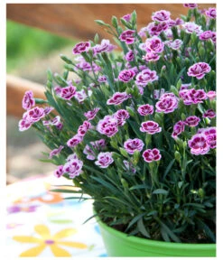 Garten-Nelke 'Pink Kisses®', Schale -Wurzel Herz Verkaufsgeschäft 8016297 WE MO 001 DianthusPinkKissesSchaleSelecta