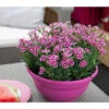 Garten-Nelke 'Pink Kisses®', Schale
