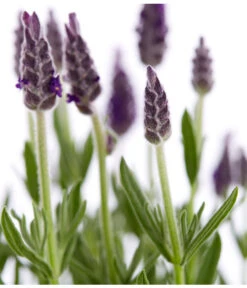 Schopf-Lavendel 17 Schopf-Lavendel -Wurzel Herz Verkaufsgeschäft 8017014 WE DE 001 LavendelSchopflavendelLavandulaStoechasT13DehnerExpressZS