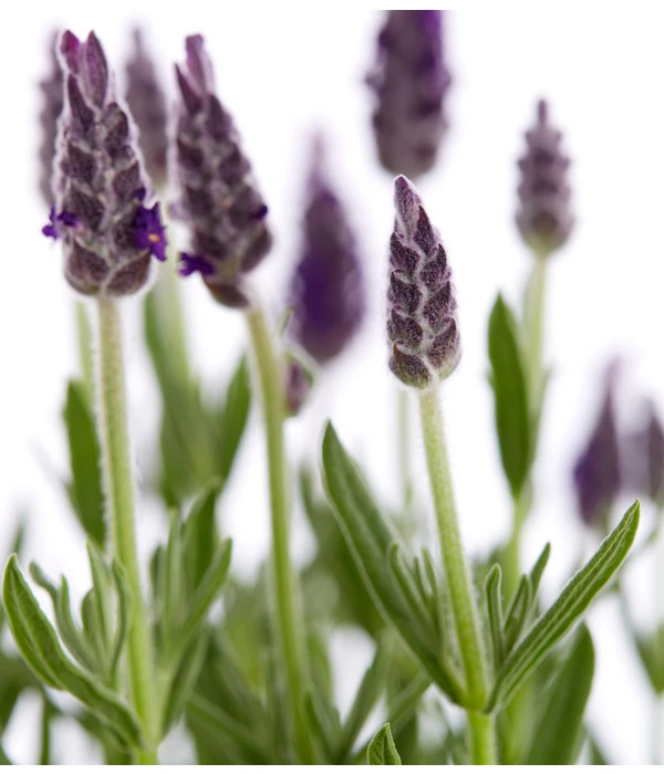 Schopf-Lavendel 9 Schopf-Lavendel – Bild 9