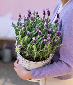 Schopf-Lavendel 15 Schopf-Lavendel -Wurzel Herz Verkaufsgeschäft 8017014 WE MO 001 LavendelKorb