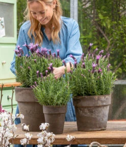 Schopf-Lavendel 14 Schopf-Lavendel -Wurzel Herz Verkaufsgeschäft 8017014 WE MO 001 SchopfLavendelStoechas