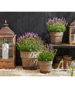 Schopf-Lavendel 12 Schopf-Lavendel -Wurzel Herz Verkaufsgeschäft 8017014 WE MO 001 Schopflavendel