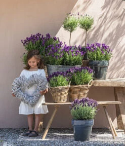 Schopf-Lavendel 13 Schopf-Lavendel -Wurzel Herz Verkaufsgeschäft 8017089 8017014 8017105 8017147 8072852 3679602 3679727 3679735 WE MO 001 SchopfLavendel