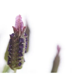 Schopf-Lavendel 16 Schopf-Lavendel -Wurzel Herz Verkaufsgeschäft 8017089 PR DE 001 LavendelStoechasLavandulaStoechasT18DehnerExpressHerzig