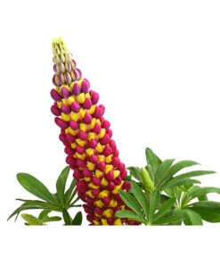 Lupine, Verschiedene Farben 16 Lupine, Verschiedene Farben -Wurzel Herz Verkaufsgeschäft 8018301 PR DE 002 LupinusPoliphyllusLupineWestcountryT19DehnerExpressHerzig