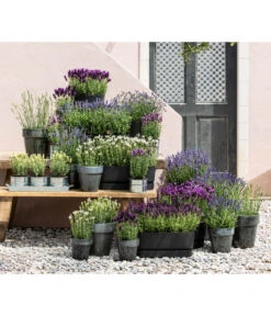 Lavendel 'Silver Sands' -Wurzel Herz Verkaufsgeschäft 8022436 WE MO 001 LavendelDark 1